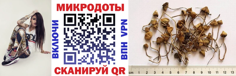 купить наркоту  Суджа  Псилоцибиновые грибы MAGIC MUSHROOMS 